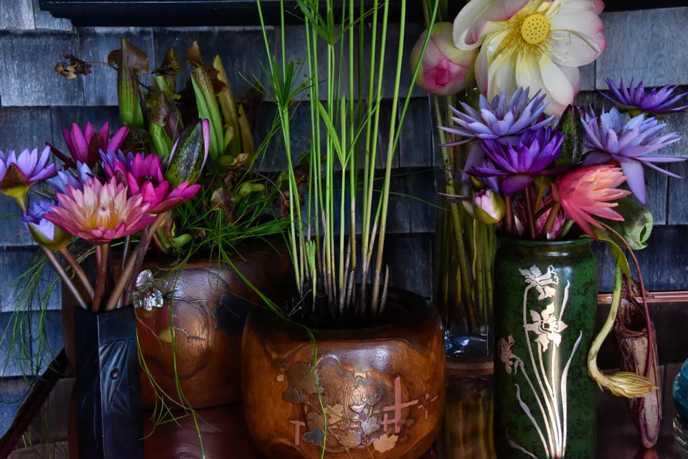 Lotus Still-Life - image 2