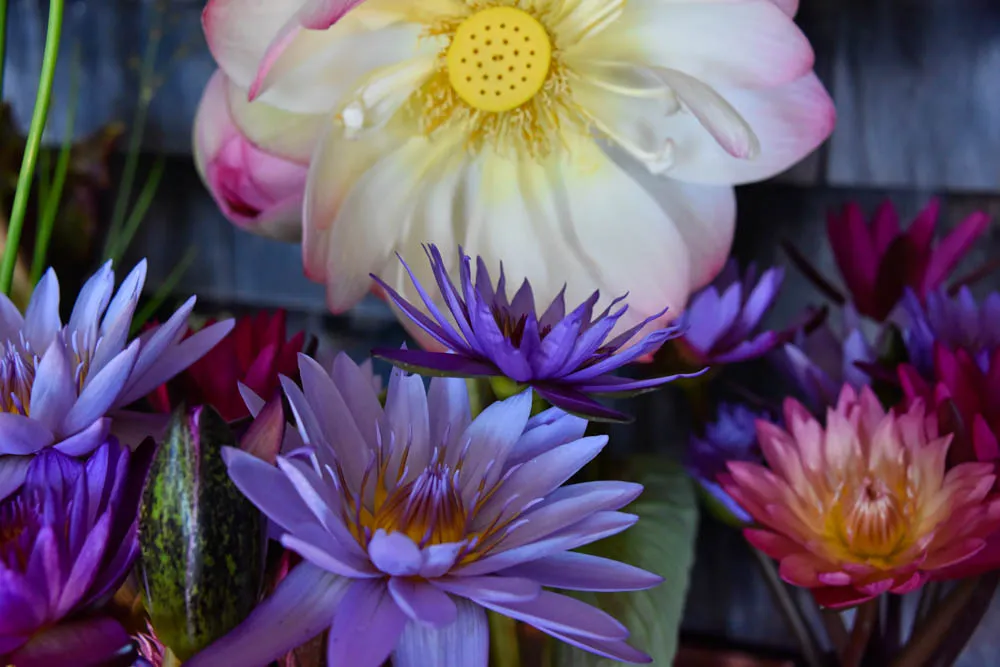 Lotus Still-Life - image 4