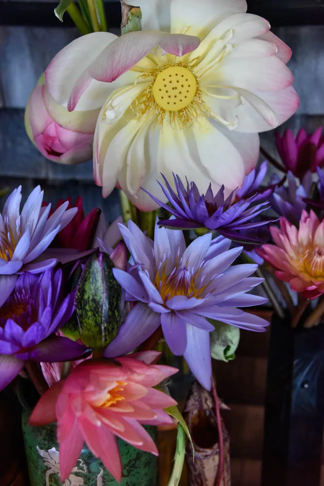 Lotus Still-Life - image 5