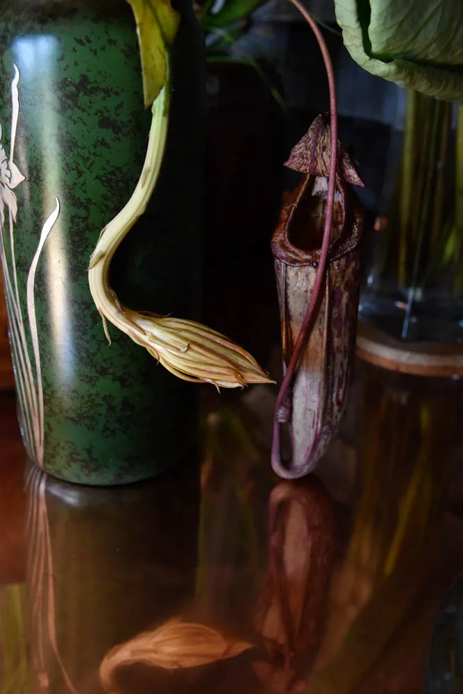 Lotus Still-Life - image 6