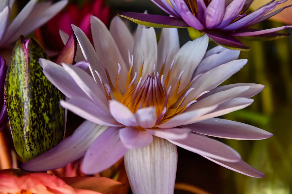 Lotus Still-Life - image 8