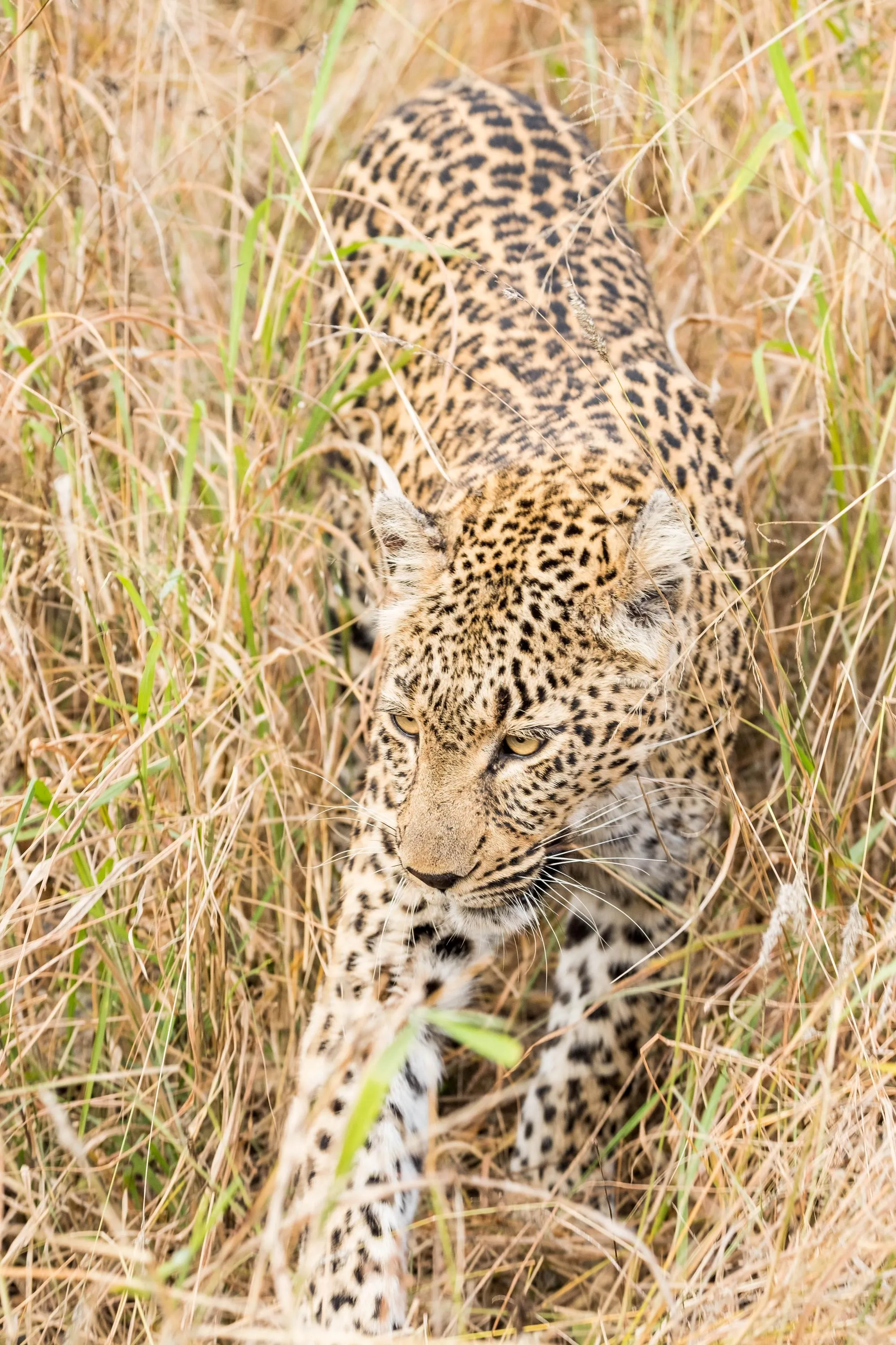 Off the Wall! On Safari With E.A. KAHANE - image 6