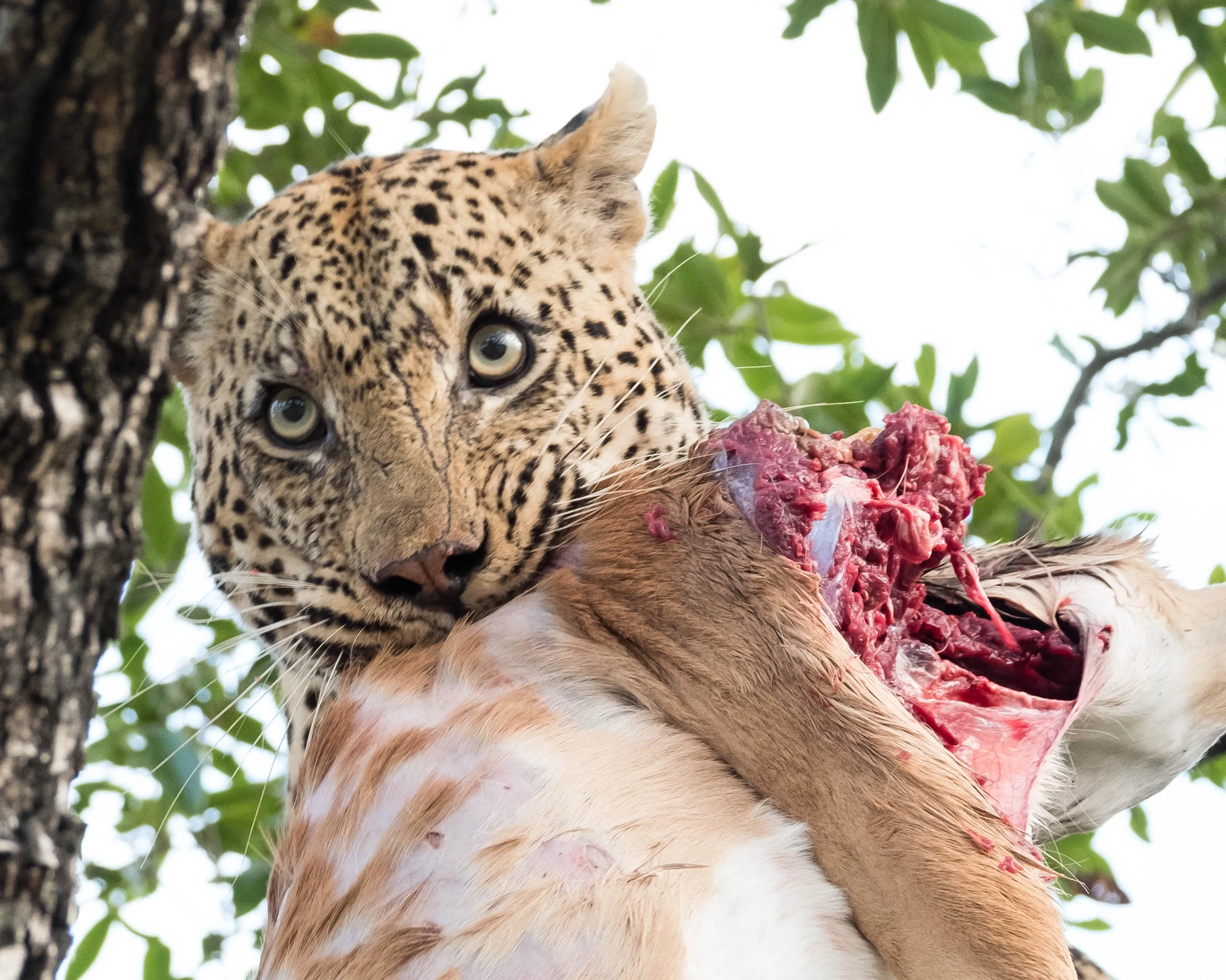 Off the Wall! On Safari With E.A. KAHANE - image 3