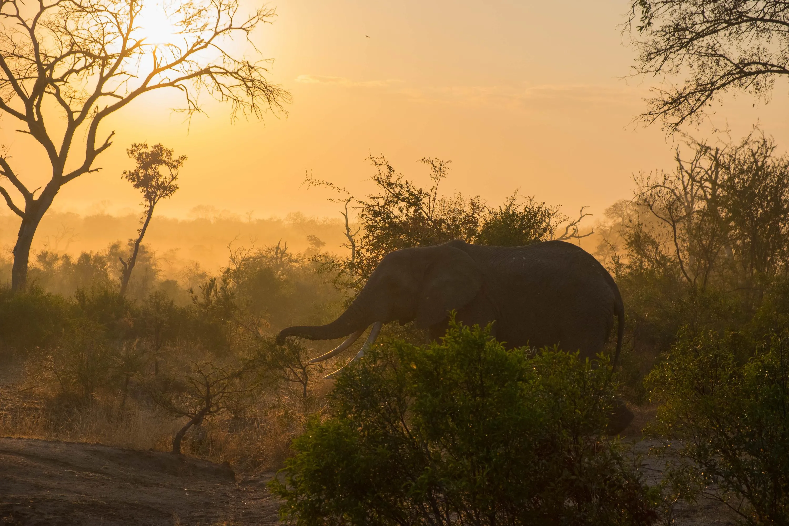 Off the Wall! On Safari With E.A. KAHANE