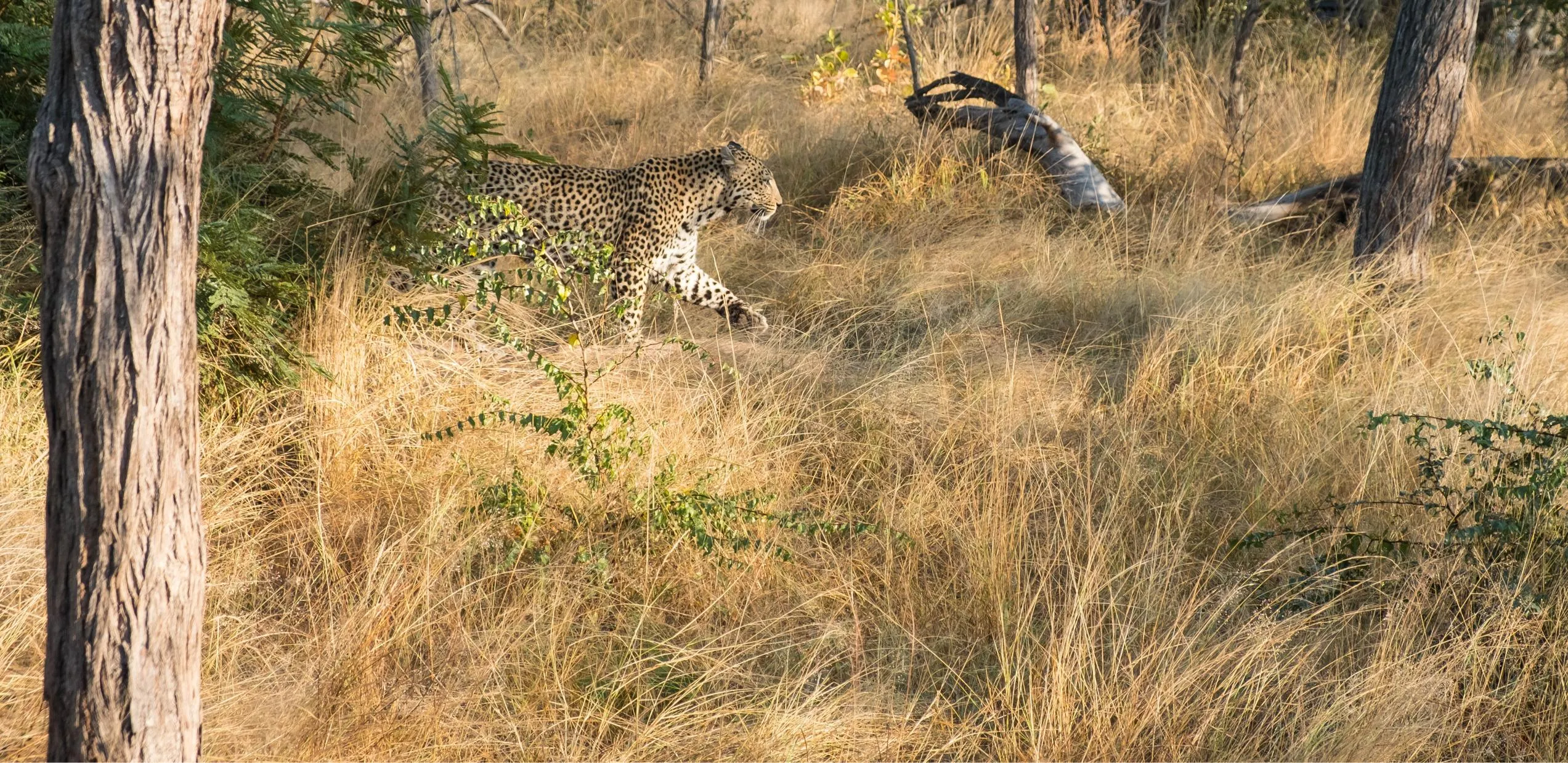 Off the Wall! On Safari With E.A. KAHANE - image 8