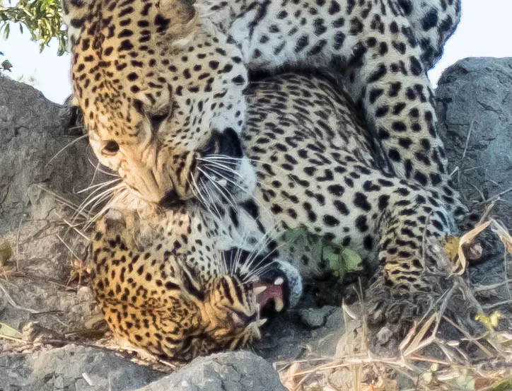 Off the Wall! On Safari With E.A. KAHANE - image 4