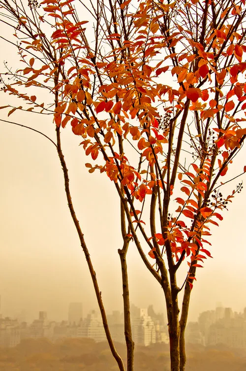 FROM A PRIVATE COLLECTION - image 6