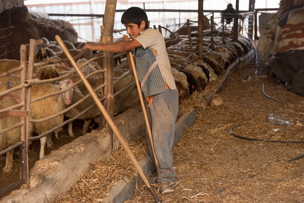 HOME: A Lens on Israel - image 7