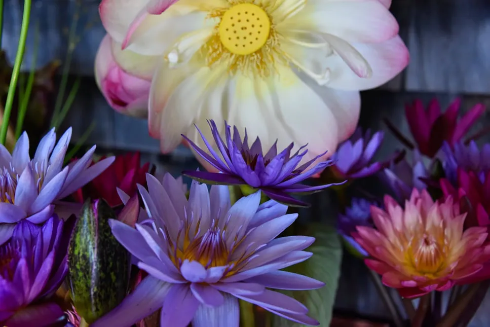 Lotus Still-Life - image 11