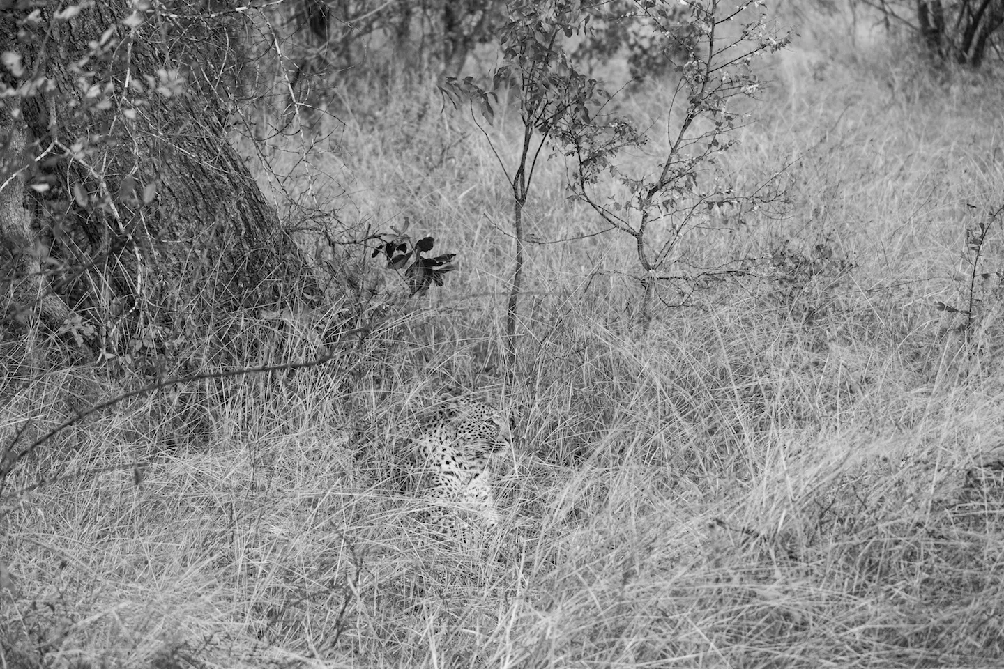 Off the Wall! On Safari With E.A. KAHANE - image 3