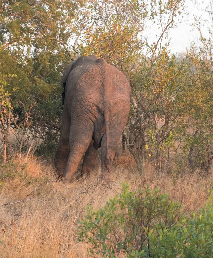 Off the Wall! On Safari With E.A. KAHANE - image 2