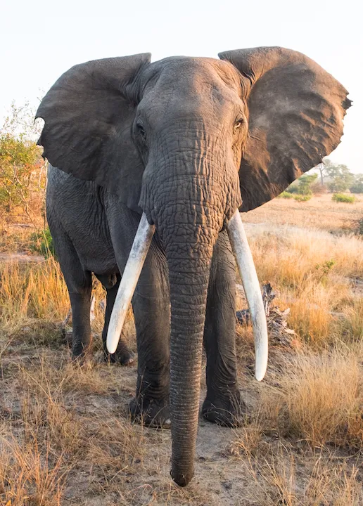 Off the Wall! On Safari With E.A. KAHANE