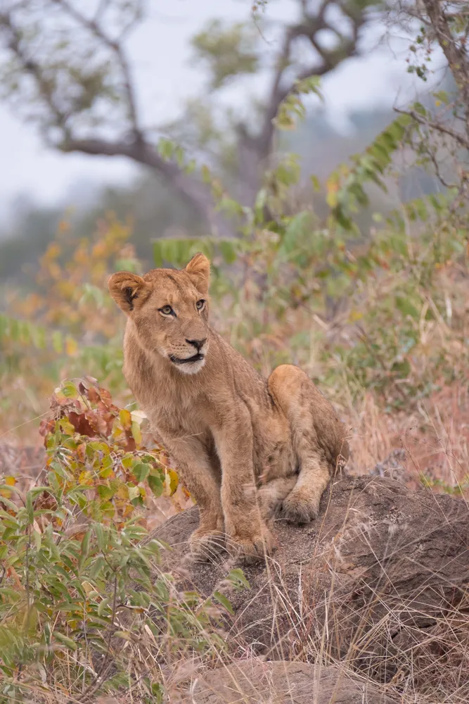 Off the Wall! On Safari With E.A. KAHANE - image 4