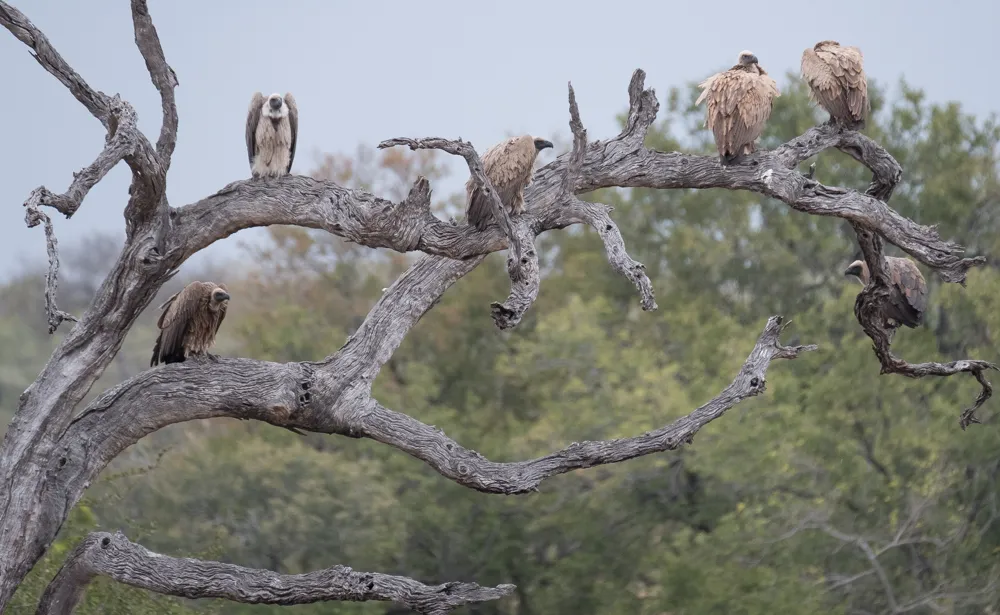 Off the Wall! On Safari With E.A. KAHANE - image 5