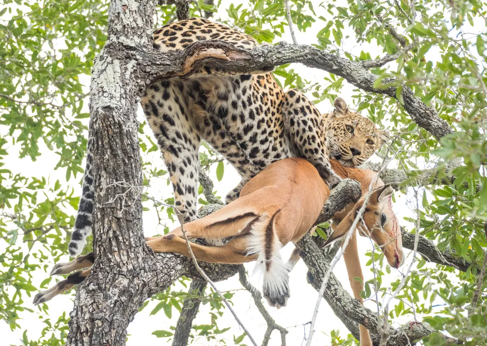 Off the Wall! On Safari With E.A. KAHANE - image 6