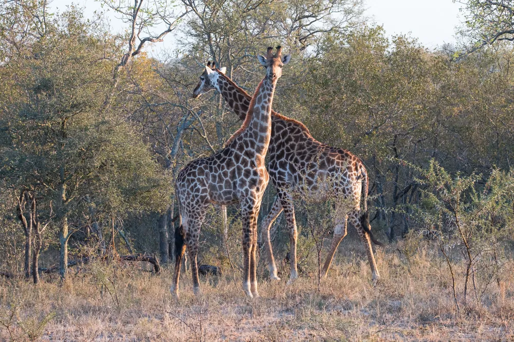 Off the Wall! On Safari With E.A. KAHANE - image 7