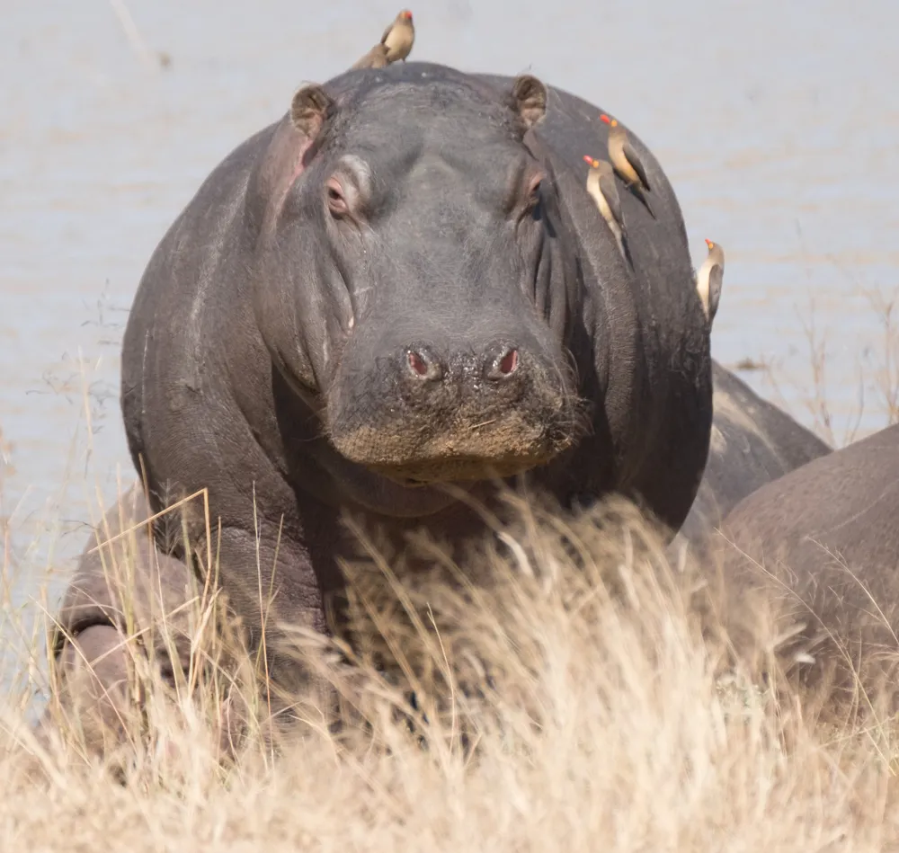 Off the Wall! On Safari With E.A. KAHANE - image 8