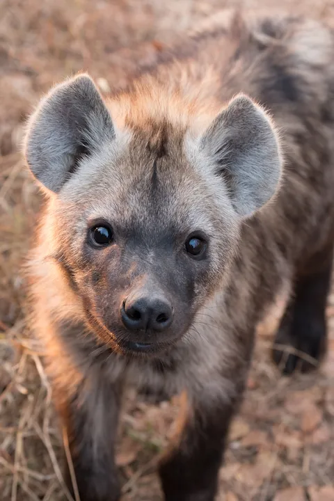 Off the Wall! On Safari With E.A. KAHANE - image 10