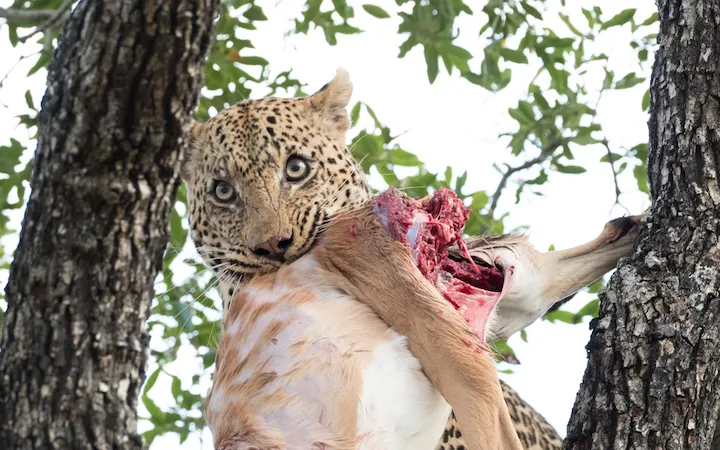 Off the Wall! On Safari With E.A. KAHANE - image 11