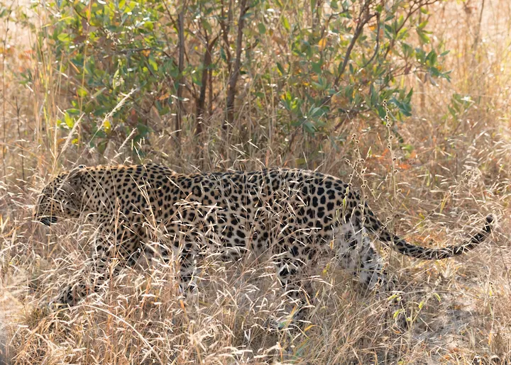 Off the Wall! On Safari With E.A. KAHANE - image 13