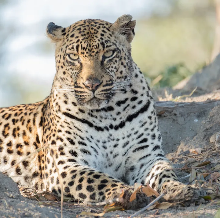 Off the Wall! On Safari With E.A. KAHANE - image 14