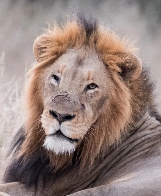 Off the Wall! On Safari With E.A. KAHANE - image 15