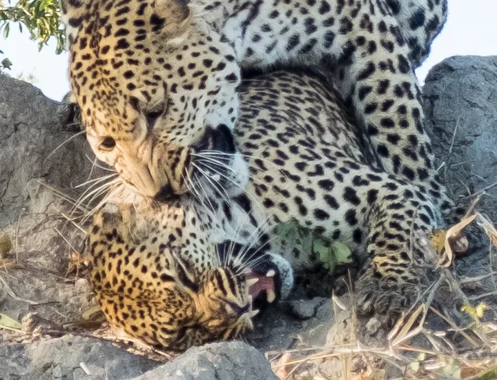 Off the Wall! On Safari With E.A. KAHANE - image 16