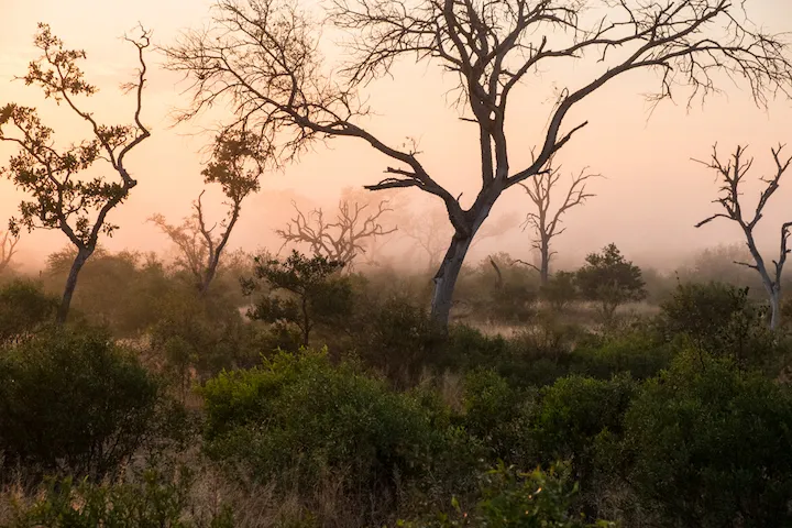Off the Wall! On Safari With E.A. KAHANE - image 18