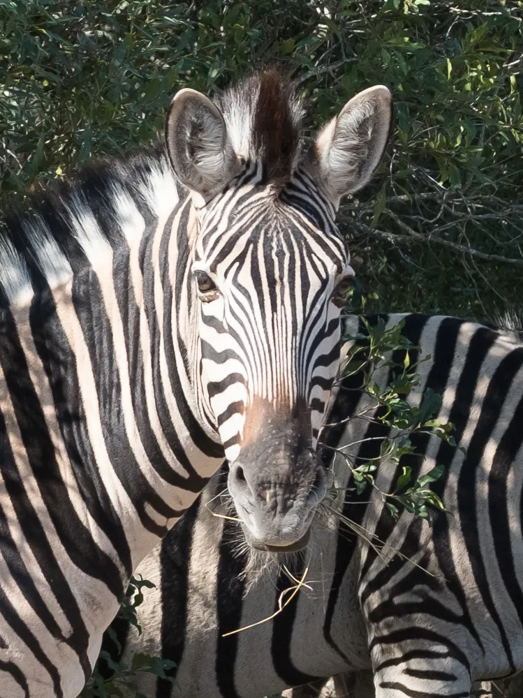 Off the Wall! On Safari With E.A. KAHANE - image 19